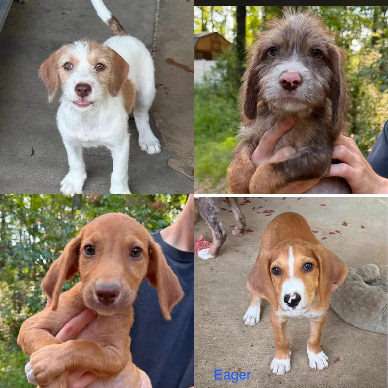 A baby medium-sized male Hound dog named Enchanted eager for adoption in seaside heights, NJ