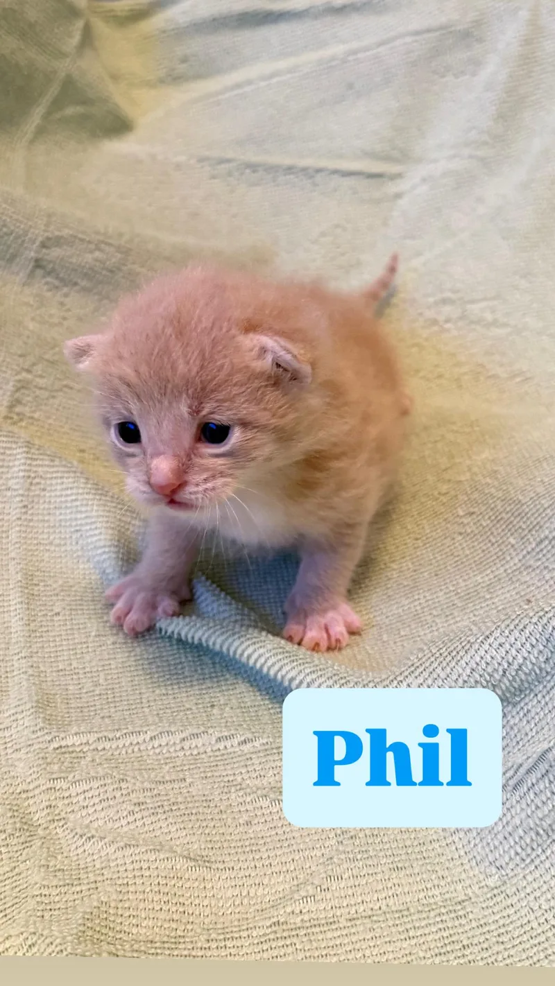 A baby small-sized male Domestic Short Hair cat named Phil for adoption in Long Beach, CA