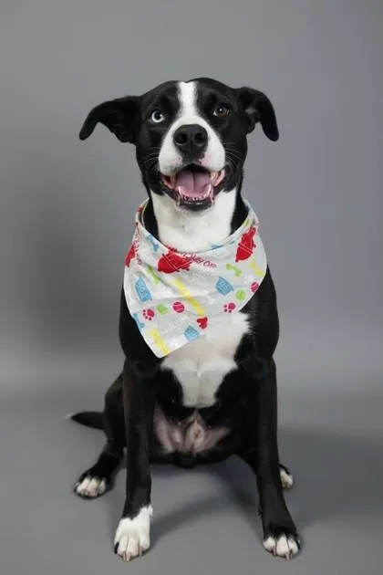 An adult medium-sized male Labrador Retriever dog named Hodge for adoption in Madison, NJ