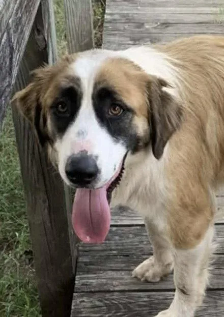 A young medium-sized female Saint Bernard dog named Rosie for adoption in Winter Park, CO