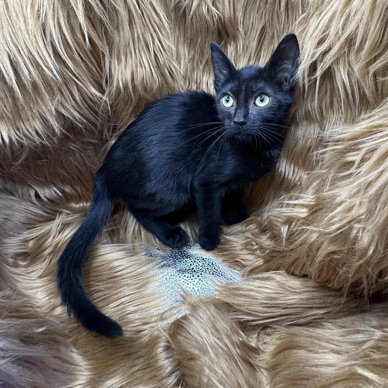 A baby small-sized female Domestic Short Hair cat named Potaufeu for adoption in San Diego, CA