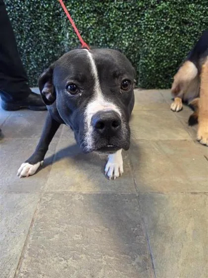 An adult large-sized female Black Mixed Breed dog named Sweetpea for adoption in El Paso, TX