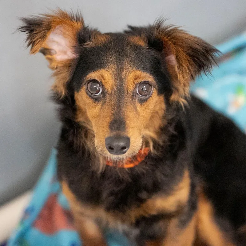An adult small-sized female Black Dachshund dog named Biscotti for adoption in Peyton, CO