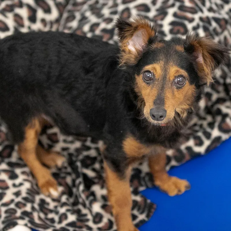 Biscotti thumbnail 2