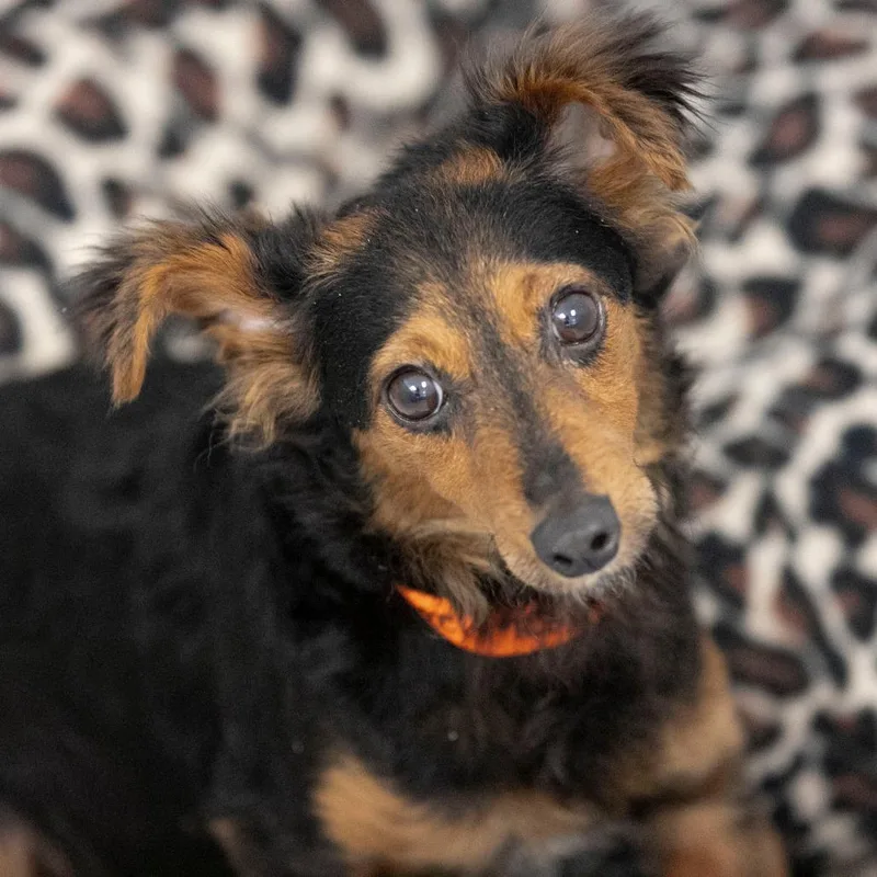 Biscotti thumbnail 3