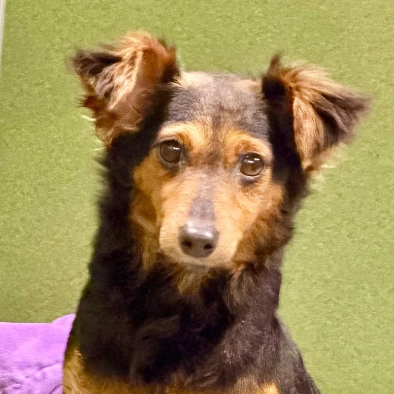 Biscotti thumbnail 5