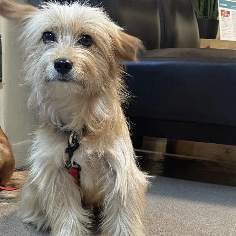 A young small-sized male Yellow / Tan / Blond / Fawn Chihuahua dog named Peanut for adoption in Pasadena, CA