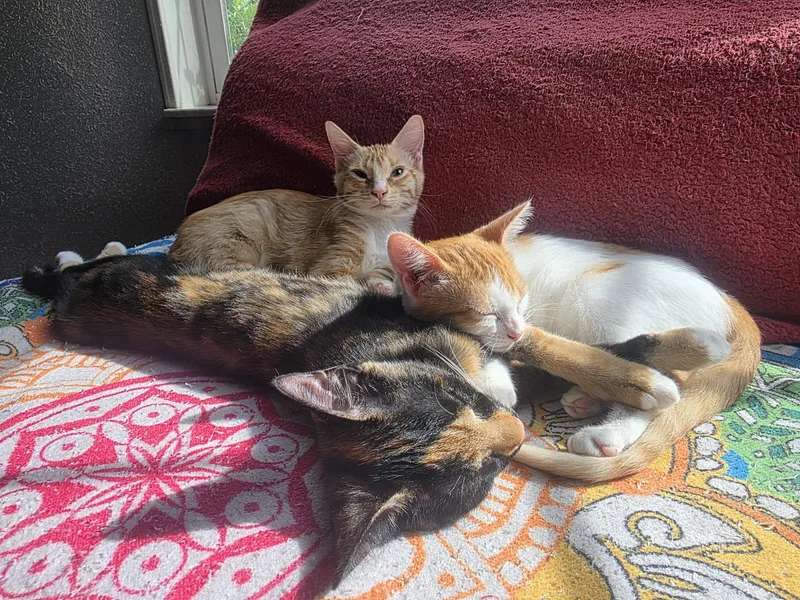 A young medium-sized female Calico American Shorthair cat named Babs for adoption in SEVILLE, FL