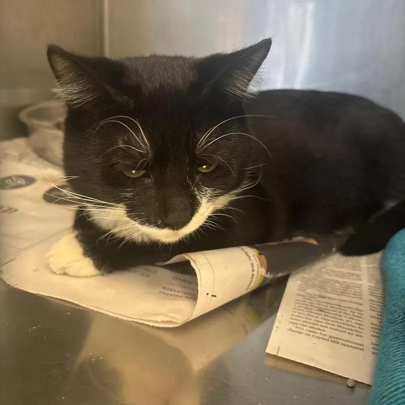 An adult medium-sized male Domestic Short Hair cat named Sniper for adoption in Brockton, MA
