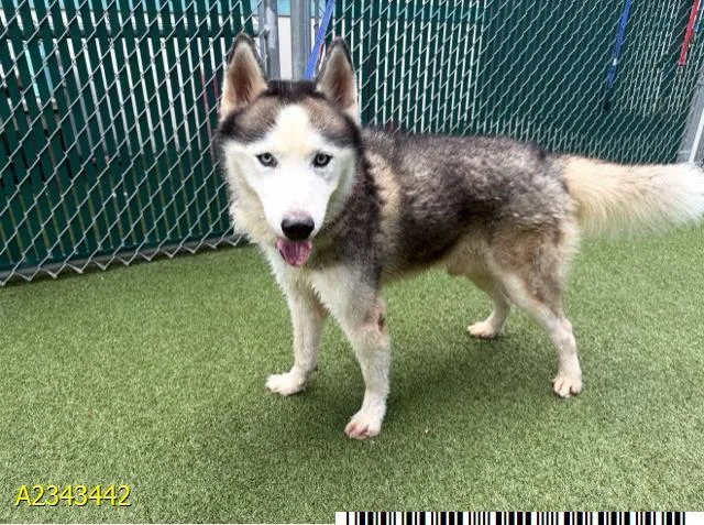 A young large-sized male Mixed Breed dog named Jojo for adoption in West Palm Beach, FL