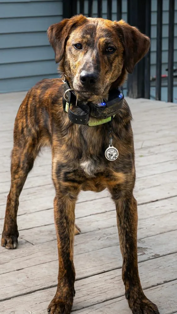 An adult medium-sized male Brindle Mixed Breed dog named Emmett for adoption in Alden, NY
