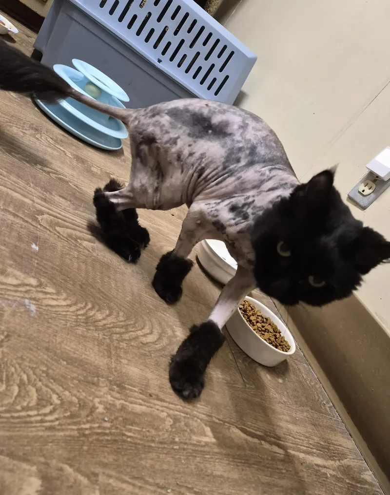 A senior medium-sized female Black Domestic Medium Hair cat named Miette for adoption in Owatonna, MN