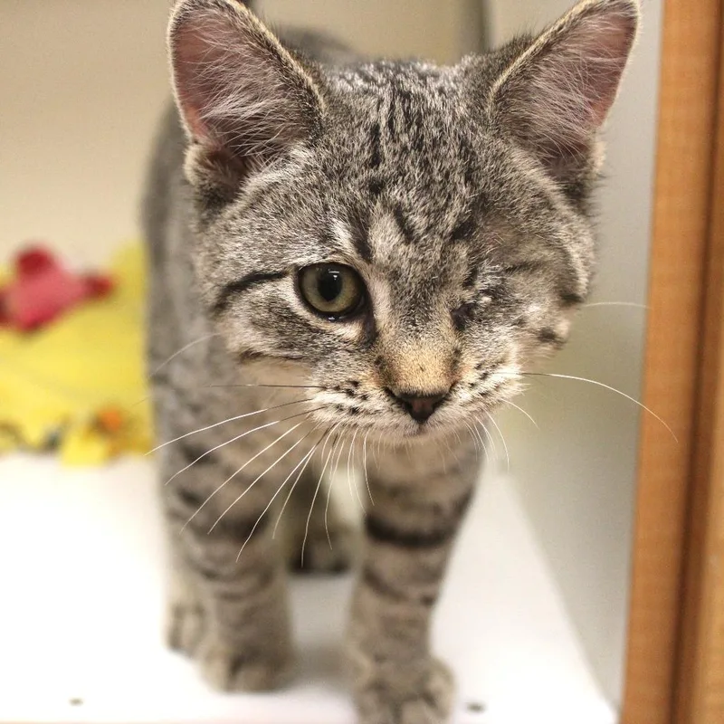 A baby small-sized male Brown / Chocolate Domestic Short Hair cat named Velvet Vic for adoption in Champaign, IL