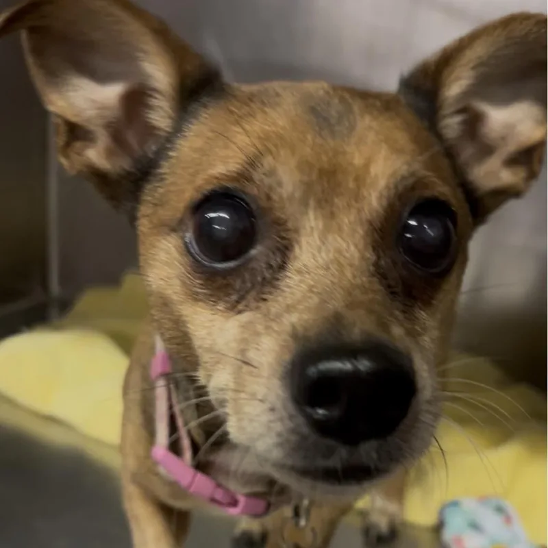 A senior small-sized female Chihuahua dog named Remi for adoption in Marysville, OH