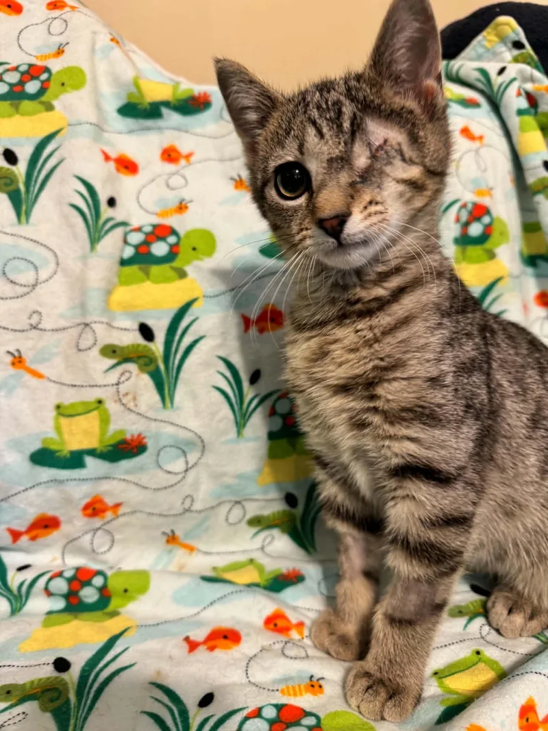 A young medium-sized male Tabby (Brown / Chocolate) Domestic Short Hair cat named Reno & Vegas for adoption in Manchester, MD