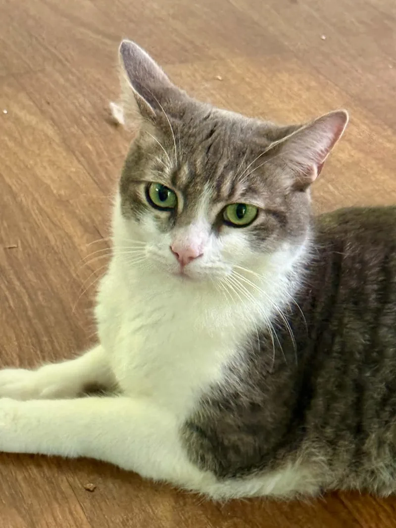 An adult medium-sized male Domestic Short Hair cat named Smokey for adoption in Talbott, TN