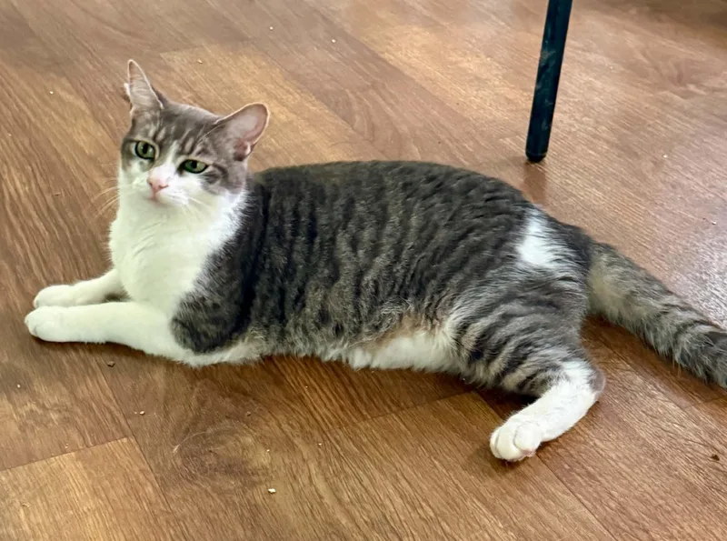 Smokey thumbnail 6