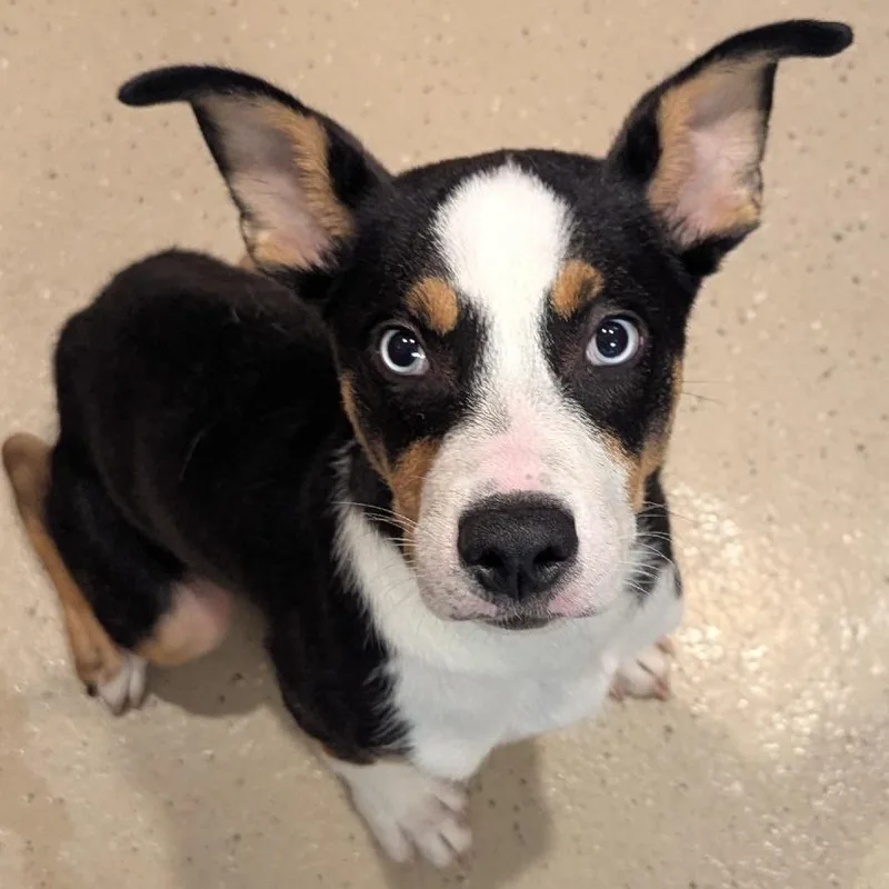 A baby medium-sized male Mixed Breed dog named Sinatra for adoption in Fenton, MI