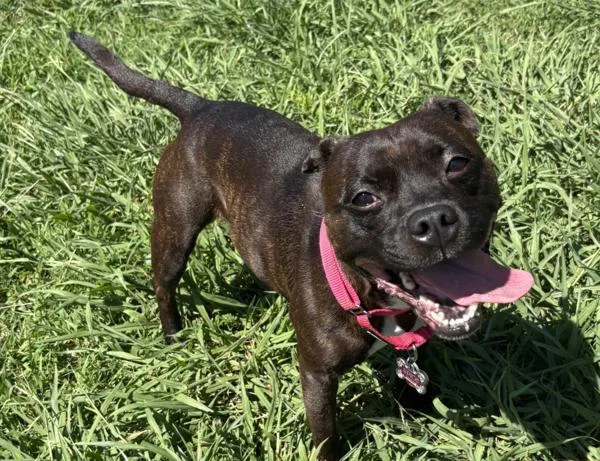 An adult medium-sized female American Staffordshire Terrier dog named Spice for adoption in Virginia Beach, VA