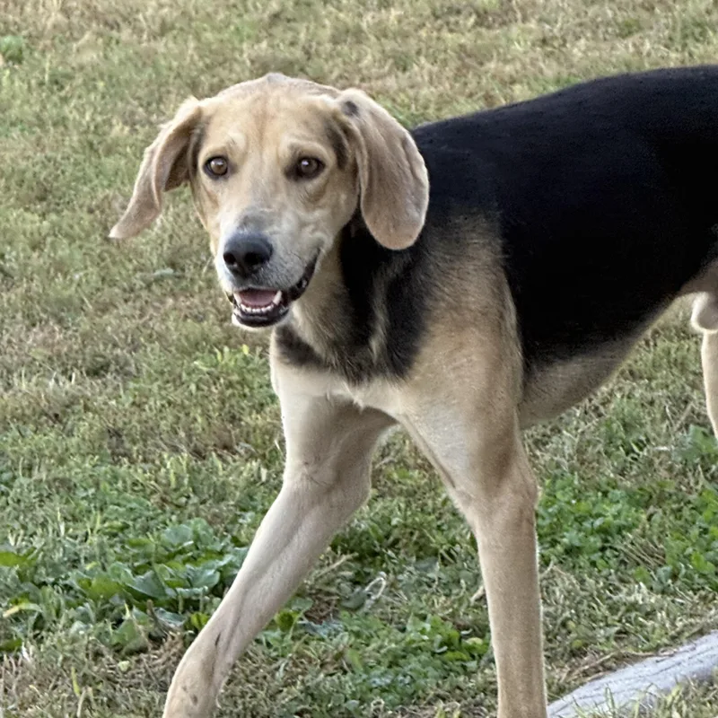 An adult medium-sized male Coonhound dog named Waylon for adoption in Kearney, NE