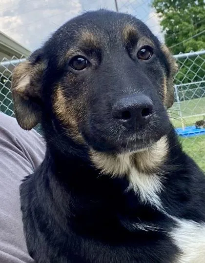 Pedro