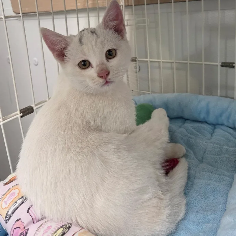 A baby small-sized male White Domestic Short Hair cat named Ghostie for adoption in Priest River, ID