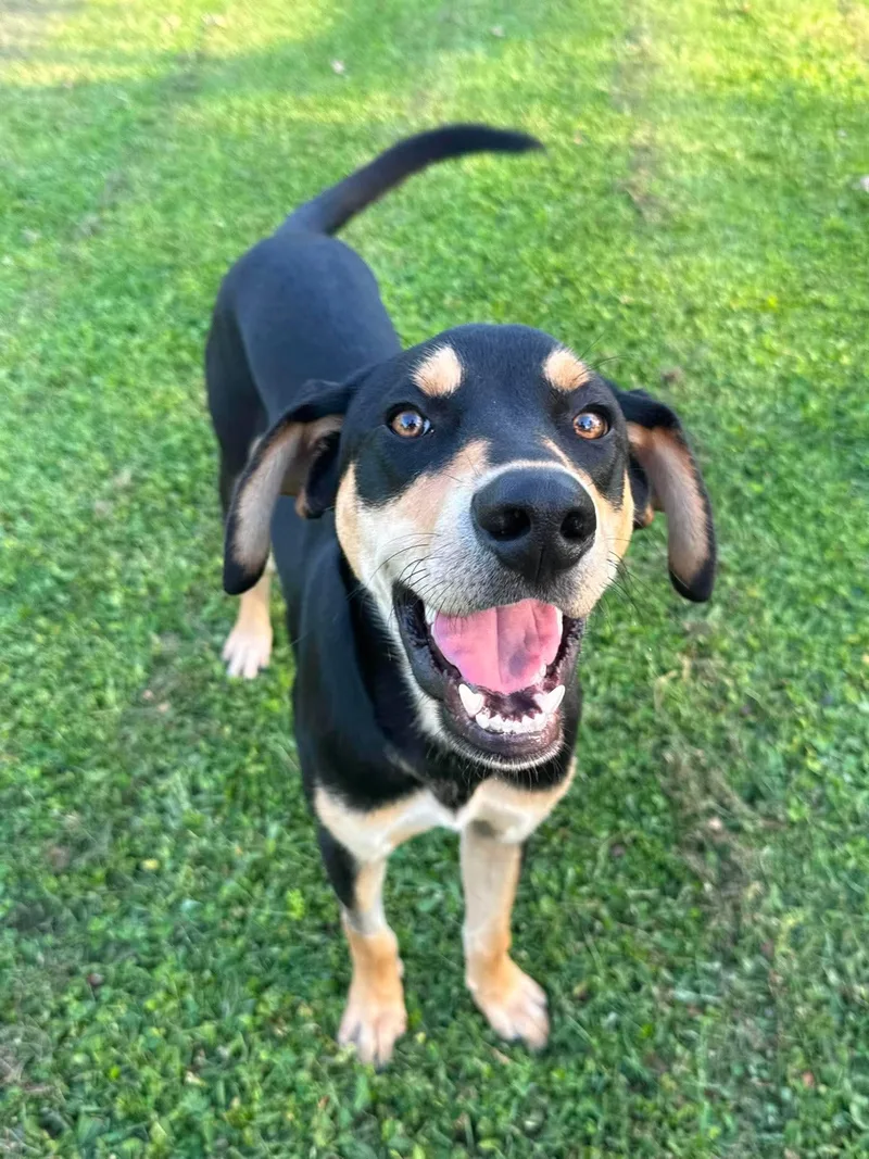 A young large-sized male Hound dog named Stark for adoption in Springville, NY