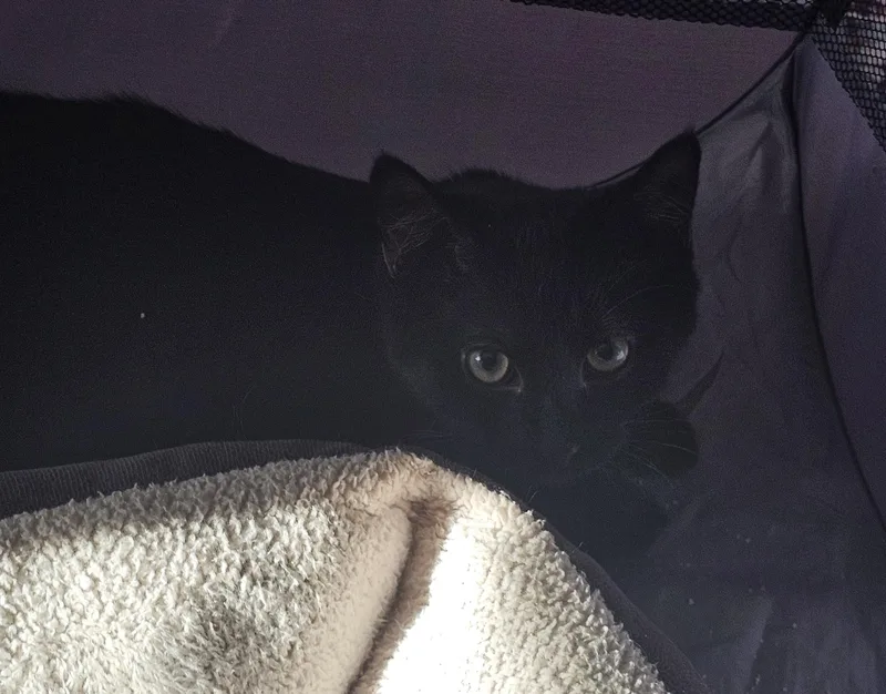A baby large-sized male Black Domestic Short Hair cat named Aj for adoption in Berkeley Heights, NJ
