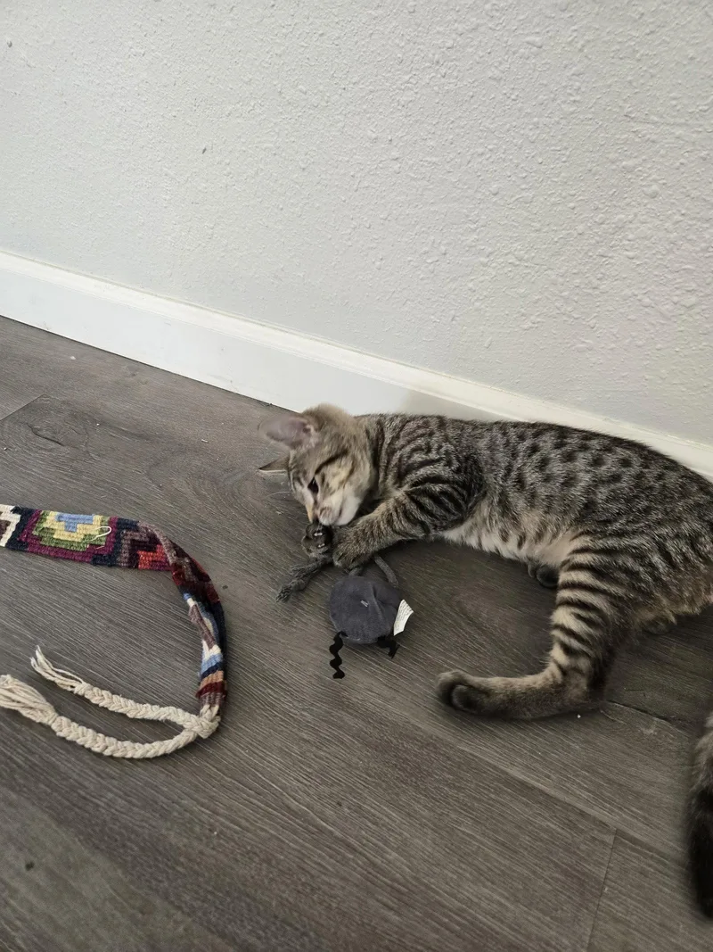 A young medium-sized male Domestic Short Hair cat named Phoenix for adoption in Davis, CA