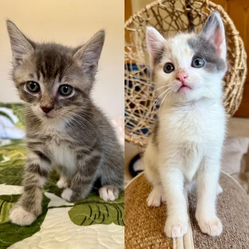 A baby small-sized male Domestic Short Hair cat named Jettas  Blitzy for adoption in Minneapolis, MN