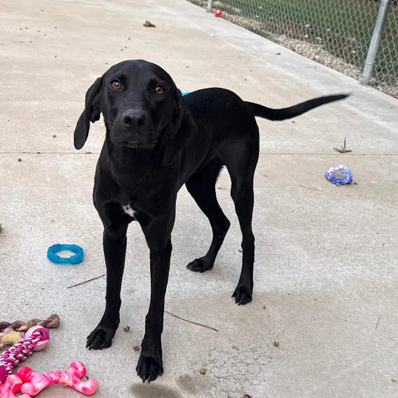 A young medium-sized male Black Labrador Retriever dog named Beaver for adoption in Fairfax, VA