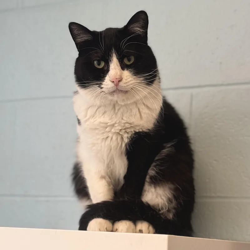 An adult medium-sized male Domestic Short Hair cat named Zaire for adoption in Philadelphia, PA