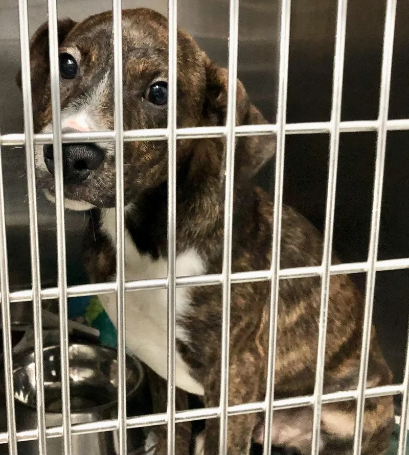 A baby medium-sized male Brindle Mixed Breed dog named Levi for adoption in Parma, OH
