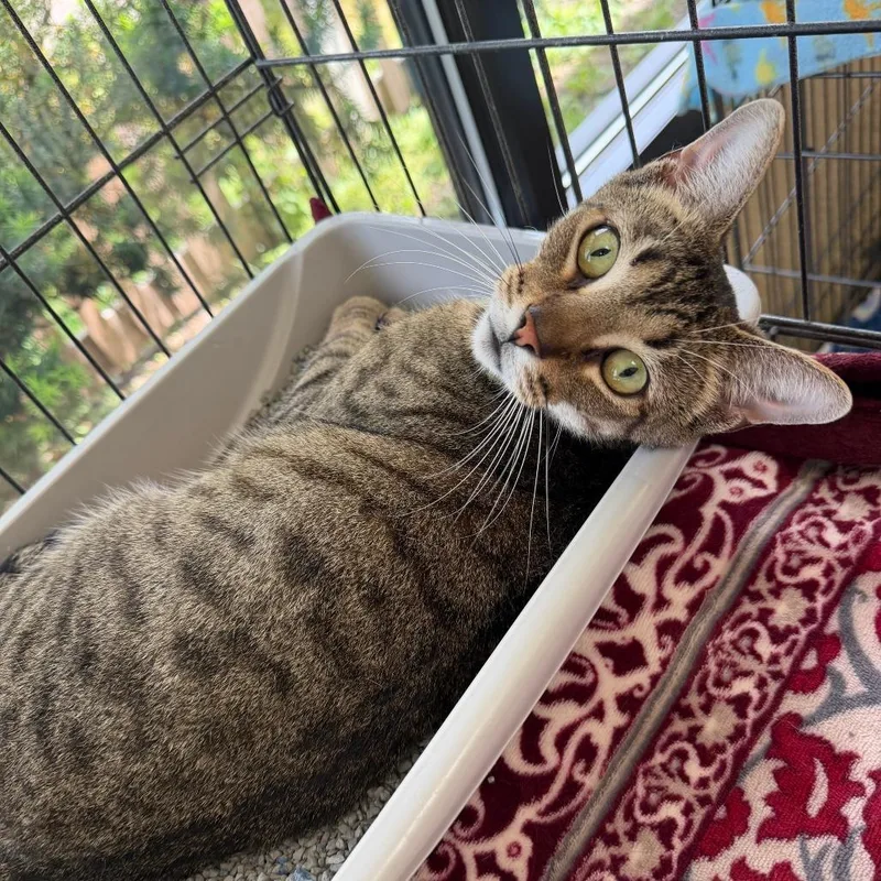 An adult medium-sized male Buff / Tan / Fawn Domestic Short Hair cat named Bear for adoption in Deerfield, IL
