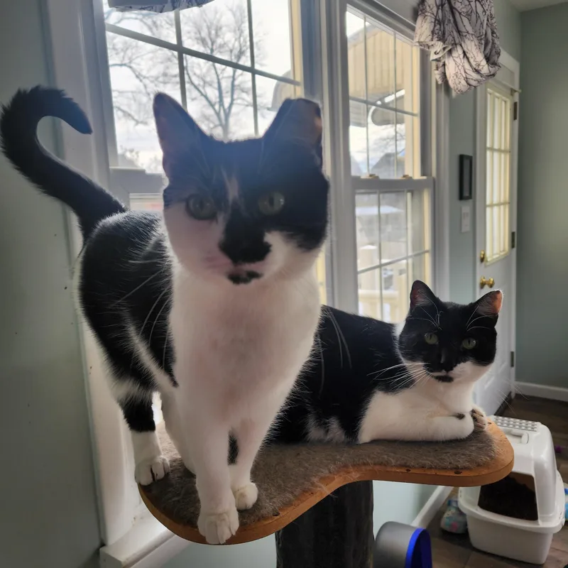 Baby Doll thumbnail 2