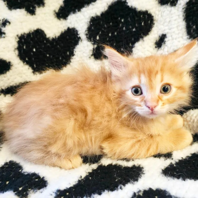 A baby small-sized male Orange / Red Domestic Short Hair cat named Satsuma for adoption in Mount Juliet, TN