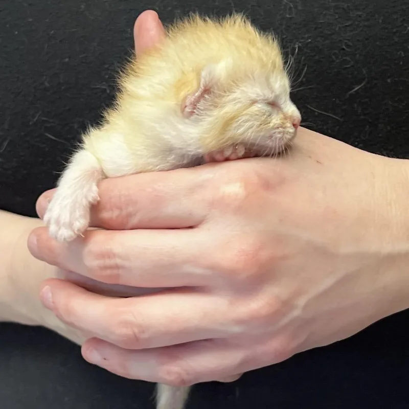 Satsuma thumbnail 2