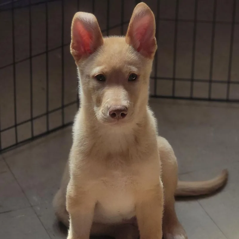 A baby small-sized male Yellow / Tan / Blond / Fawn Mixed Breed dog named Cotton Tail for adoption in Walden, NY