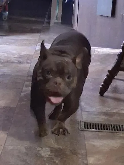 An adult medium-sized female Brown / Chocolate Bulldog dog named Posey for adoption in Baker, LA