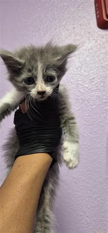 A baby small-sized female Gray / Blue / Silver Domestic Short Hair cat named 61492946 for adoption in El Paso, TX