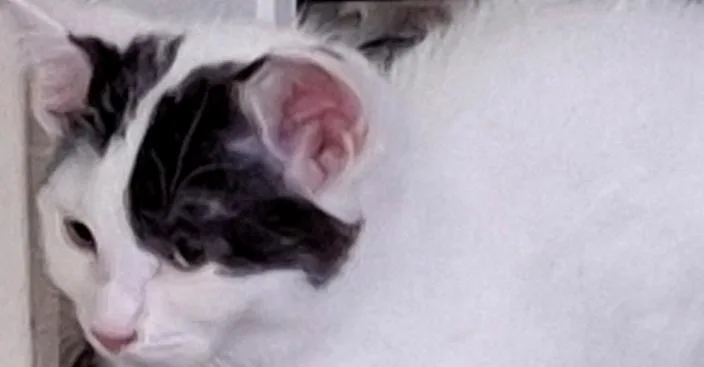 Snickers thumbnail 3