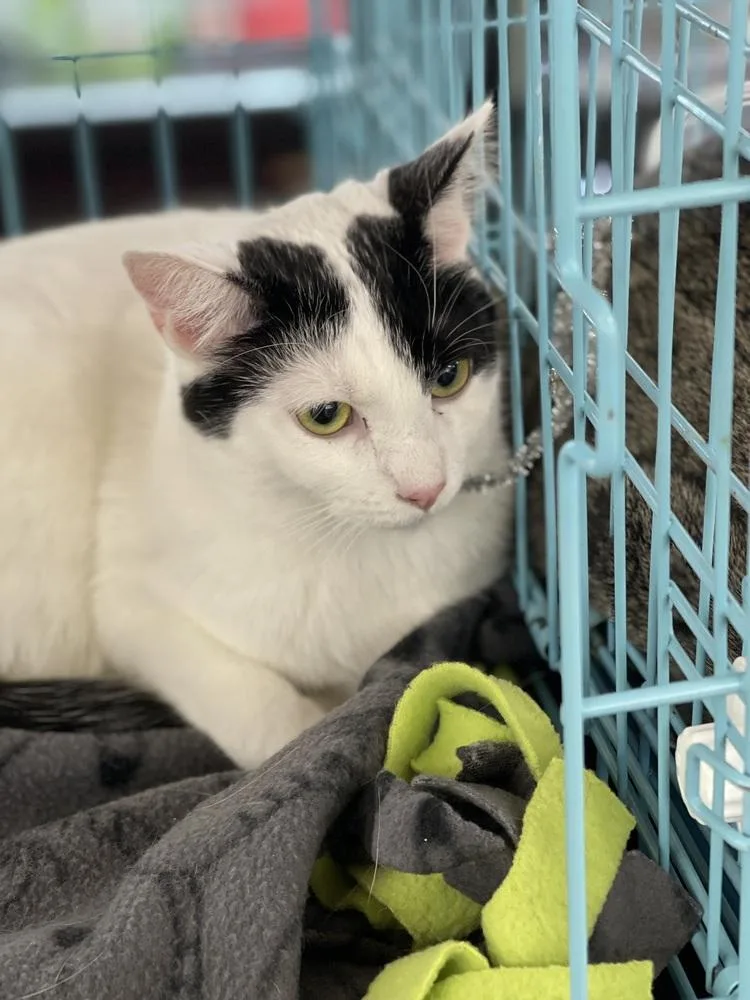 Snickers thumbnail 4