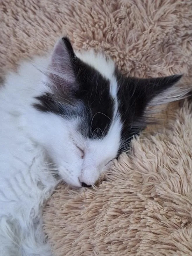 Snickers thumbnail 5