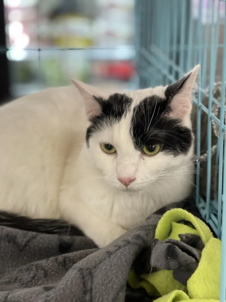 Snickers thumbnail 6