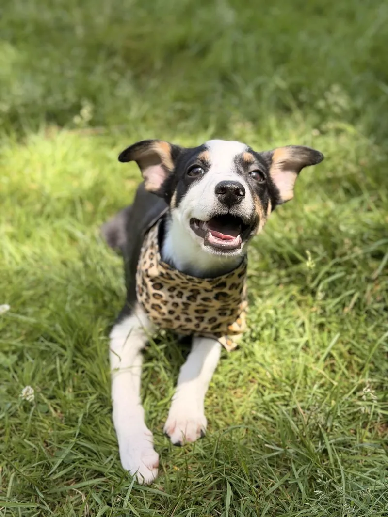 A baby medium-sized female Border Collie dog named Wednesday for adoption in Sparta, NJ