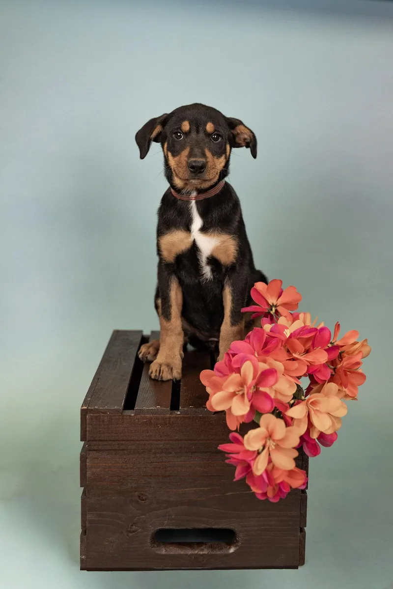A baby medium-sized female Shepherd dog named 588-26 for adoption in Brighton, CO