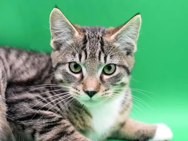 A baby small-sized male Domestic Short Hair cat named Smith for adoption in Portland, OR
