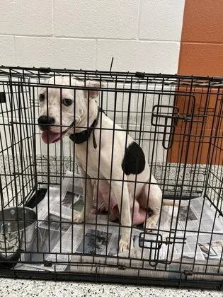 An adult medium-sized female American Bulldog dog named Moorissa for adoption in Atlanta, GA