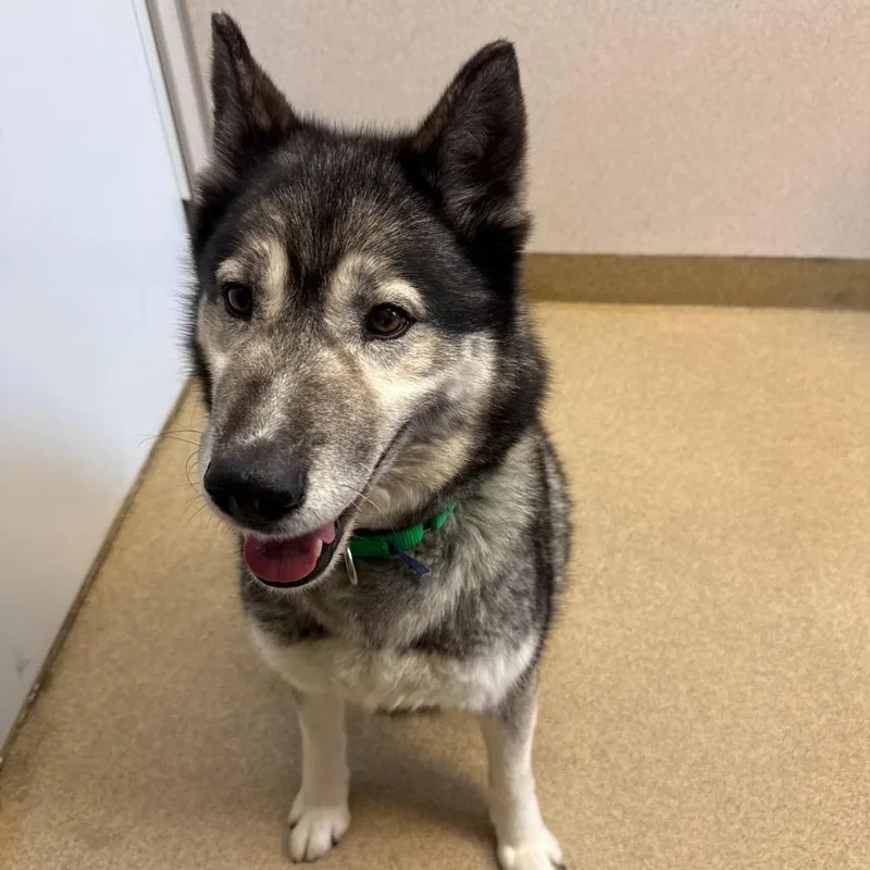 A senior medium-sized female Gray / Blue / Silver Siberian Husky dog named Kiya for adoption in Naperville, IL