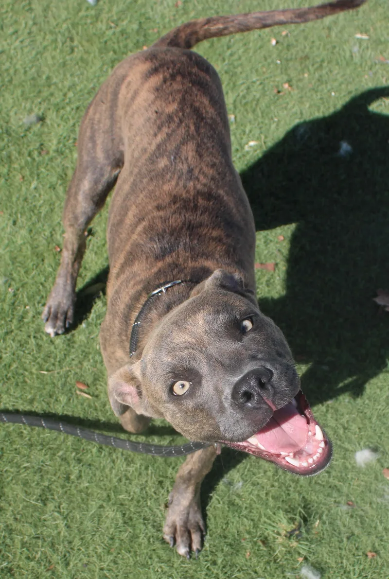 A young medium-sized female Brown / Chocolate Pit Bull Terrier dog named Tilly for adoption in Wasco, CA
